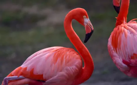 Flamingoların Renkli Dünyası: Karotenoidler ve Pembe Rengin Sırları