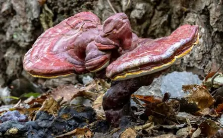 Reishi Mantarı: Sağlık ve İyilik İçin Doğanın Hediyesi