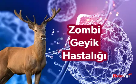 Kronik Zayıflama Hastalığı (CWD) Zombi Geyik Hastalığı