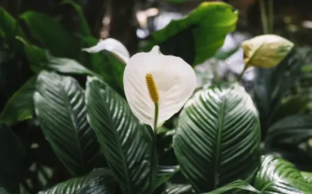 Evde Temiz Hava İçin En İyi Hava Temizleyici Bitkiler
