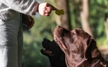Sağlıklı Köpek Beslenmesi: Etten Tahıla, Sebzeden Meyveye