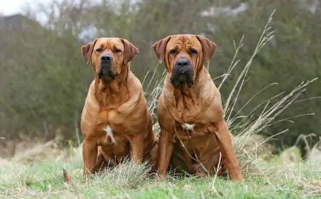 En Tehlikeli Köpek Cinsi Nedir? Gerçekler ve Önlemler