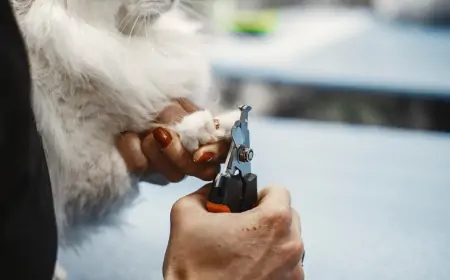 Kedi Tırnağı Nasıl Kesilir? Uygulamalı İpuçları ve Doğru Teknikler