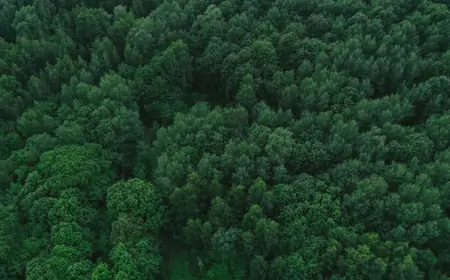Ormanların Önemi ve Korunması: Ekosistemlerimizin Can Damarı