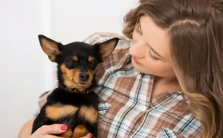 Köpek İshali ve Evde Tedavi Yöntemleri
