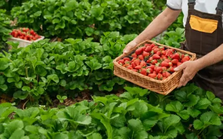 Organik Tarım: Sağlıklı Toprak, Sağlıklı Toplum