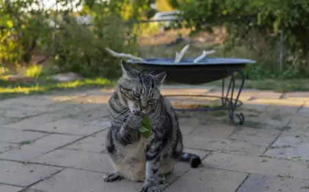 Kedi Nanesi Nedir? Kedilerin Sevgilisi ve Eğlencesi