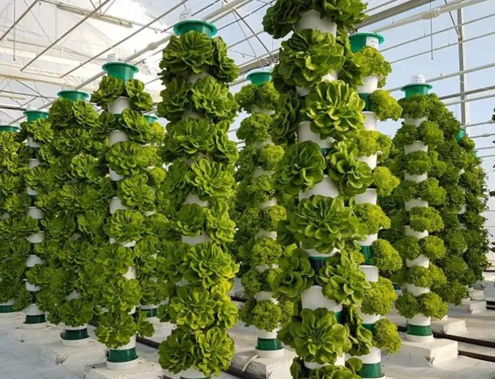 The Foundation of Green Transformation in the Agricultural Food Industry: Soilless Farming