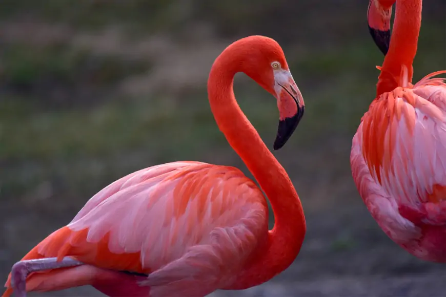 Flamingoların Renkli Dünyası: Karotenoidler ve Pembe Rengin Sırları