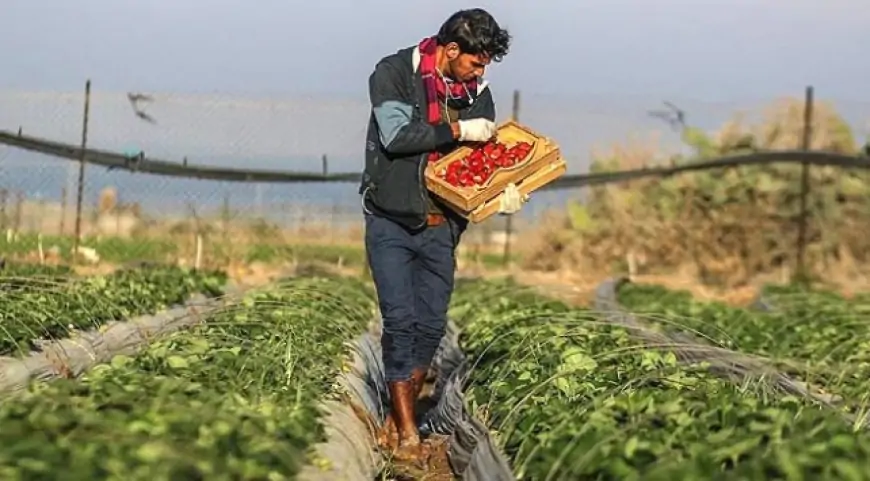 İsrail Hurmalarındaki Zehirli Tarım İlaçları: Türkiye ve Dünya İçin Ciddi Bir Tehdit