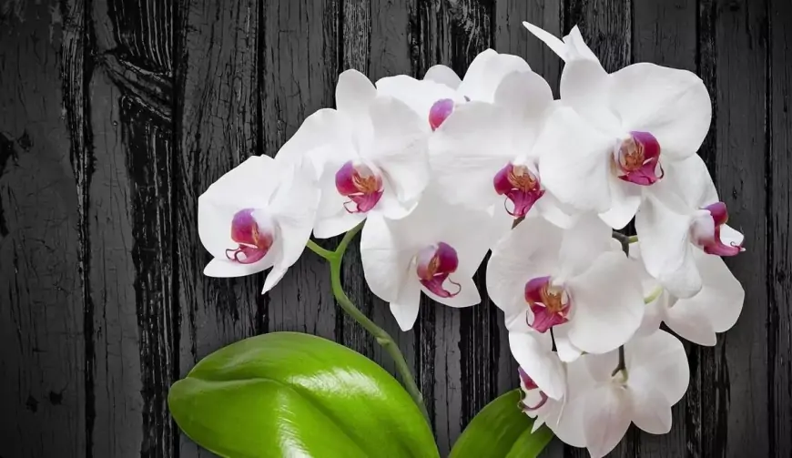 Orkide Bakımı: Sağlıklı ve Çiçek Açmış Orkideler Nasıl Yetiştirilir?