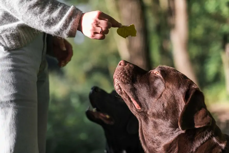 Sağlıklı Köpek Beslenmesi: Etten Tahıla, Sebzeden Meyveye