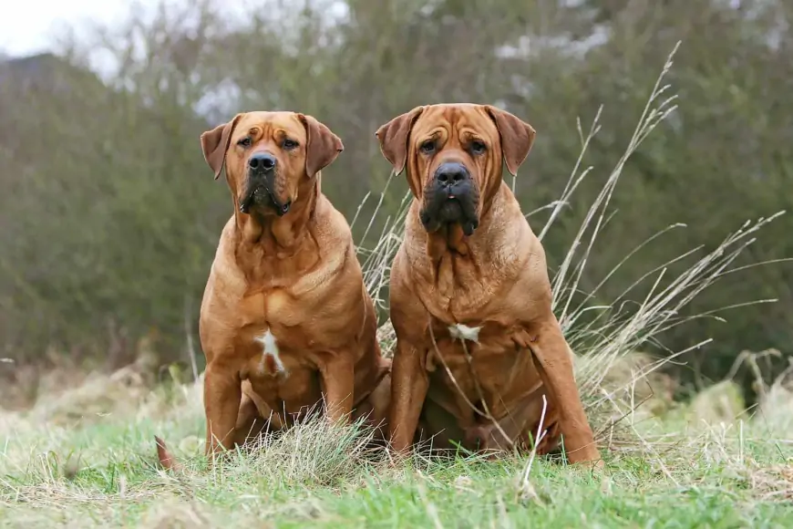 En Tehlikeli Köpek Cinsi Nedir? Gerçekler ve Önlemler