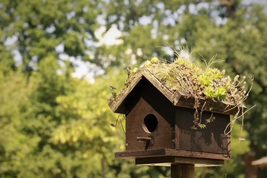 Ev Yapımı Tahta Kuş Kafesi: Adım Adım Yapım Talimatları ve İhtiyaçlar