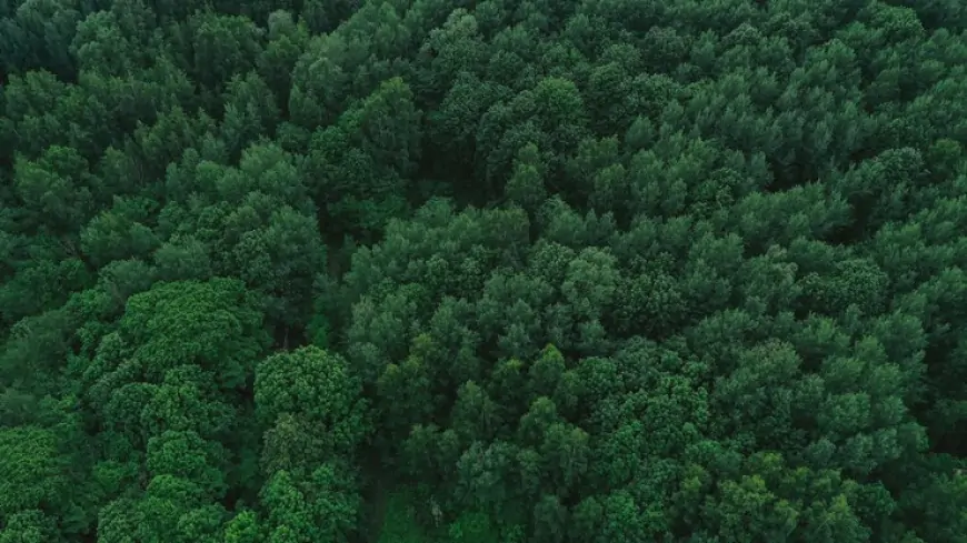 Ormanların Önemi ve Korunması: Ekosistemlerimizin Can Damarı