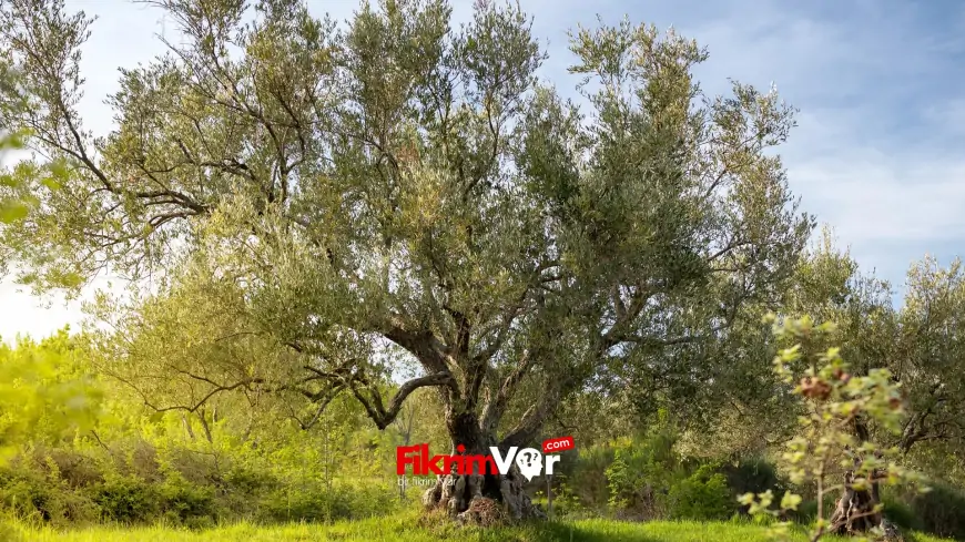 Rüyada Zeytin Görmek: Bereketin, Zenginliğin ve Huzurun Sembolü