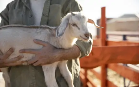 Keçi Desteği Başvurusu Nasıl Yapılır?