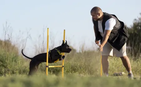 Köpek Nasıl Eğitilir? Temel Komutlar ve İpuçları