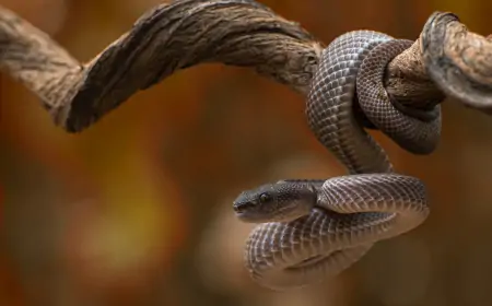 Rüyada Yılan Öldürdüğünü Görmek Ne Anlama Gelir?