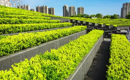 Şehir Tarımı ve Topraksız Tarım: Kentlerdeki Sürdürülebilir Geleceğin Temelleri