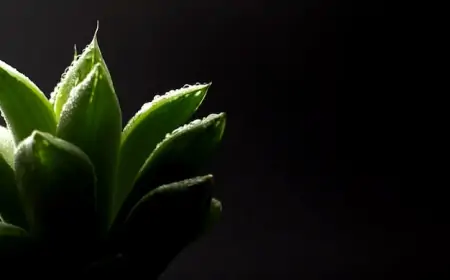 Evde Aloe Vera Bakımı Rehberi