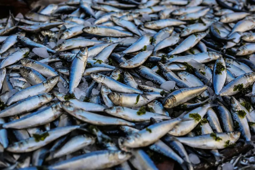 Mavi Vatan'ın Geleceği İçin Sürdürülebilir Balıkçılık: Eyleme Geçme Zamanı