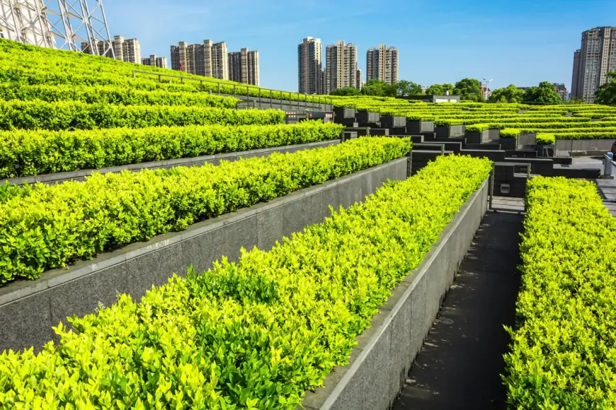 Şehir Tarımı ve Topraksız Tarım: Kentlerdeki Sürdürülebilir Geleceğin Temelleri