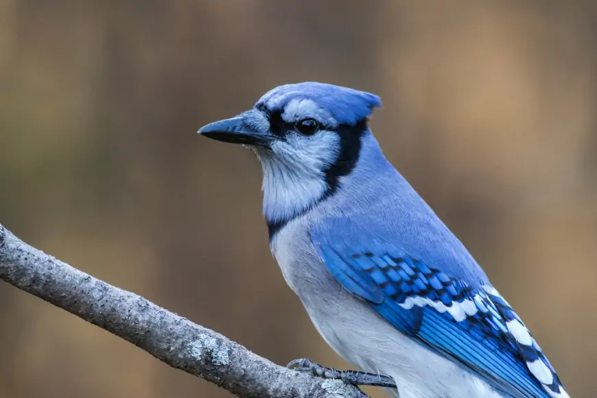 Rüyada Mavi Kuş Görmek ve Anlamları