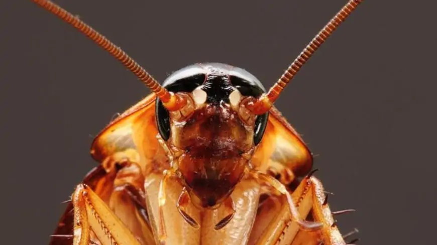 Rüyada Hamam Böceği Görmek: Anlamları ve Yorumları