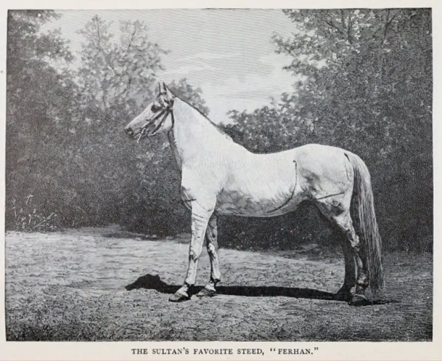 Osmanlı İmparatorluğu'nun Kahraman Atı: Ferhan'ın Hikayesi