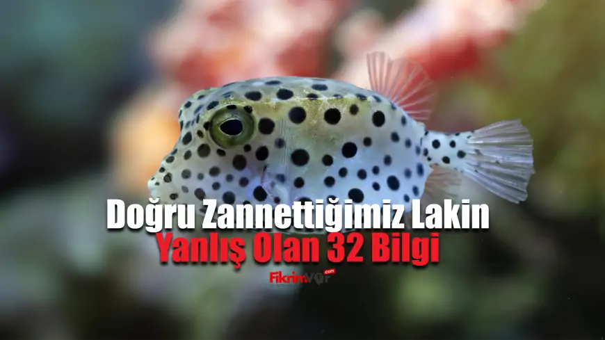 Doğru Zannettiğimiz Lakin Yanlış Olan 32 Bilgi