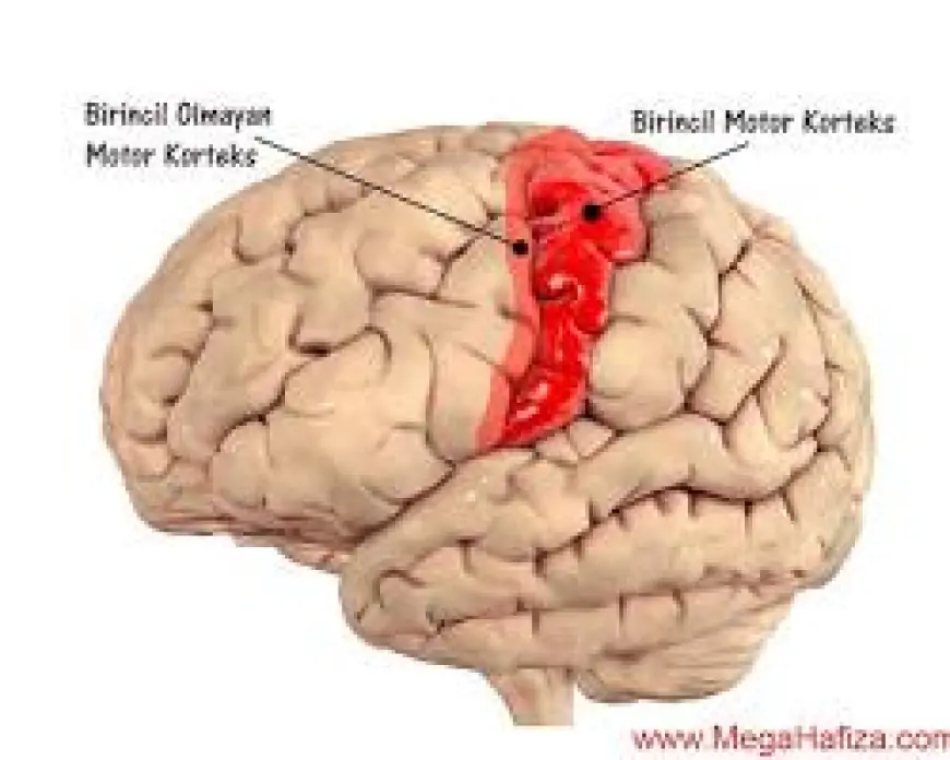 Beynin motor beceriler ile ilişkili bölgeleri 