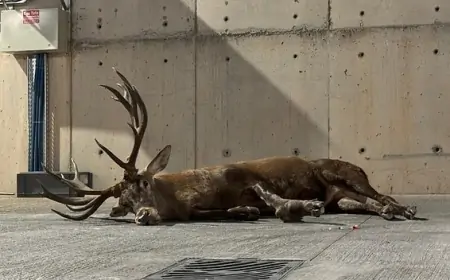Eski Türk İnançlarında Yaralı Geyik: Şans mı, Kötü Bir Alamet mi?